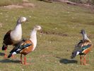 Orinoco Goose (WWT Slimbridge April 2013) - pic by Nigel Key